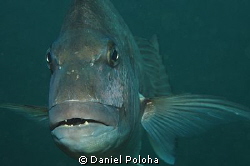 This portrait of a snapper fish was taken in the shallow ... by Daniel Poloha 
